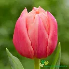 Pink Symbiose