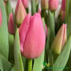 Pink Twist