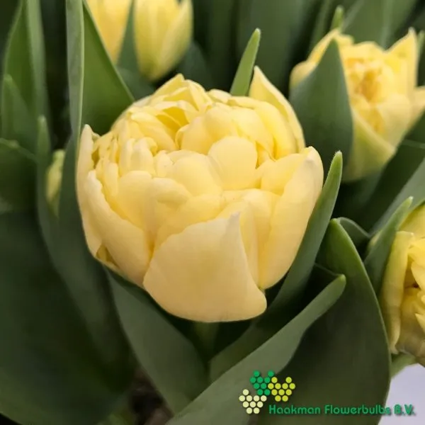 Tulp Piste