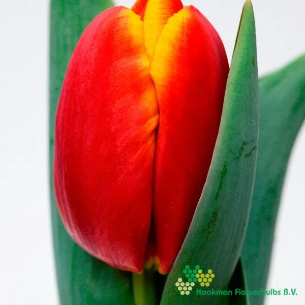 Tulp Powerplay