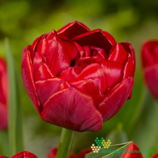Tulp Presto