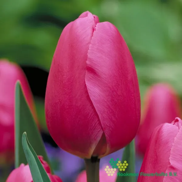 Tulp Prime Time