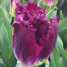 Purple Crystal