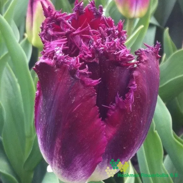 Tulp Purple Crystal