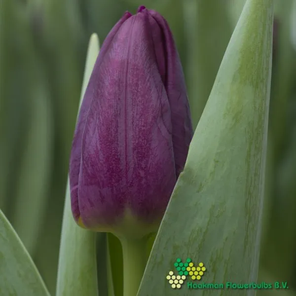Tulp Purple Eye