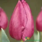 Purple Prince