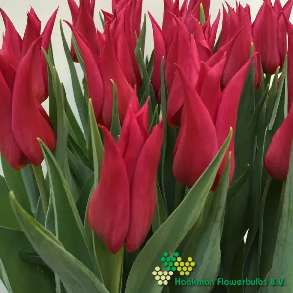 Tulipa Queen Rania