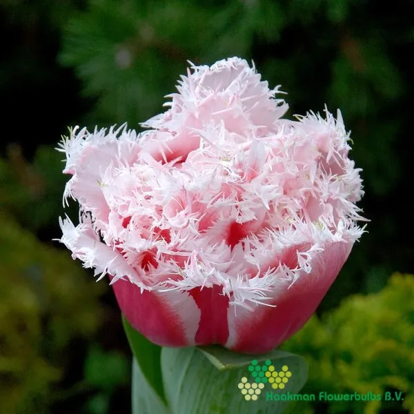 Tulipa Queensland
