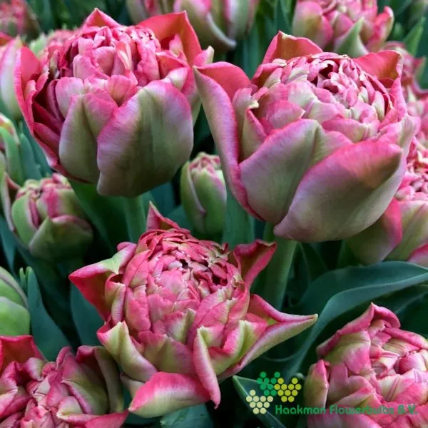 Tulp Quinty Trustfull