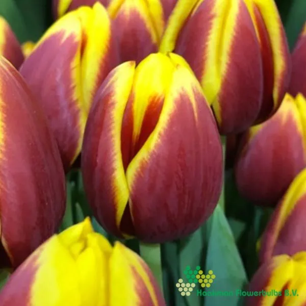 Tulp Rambo