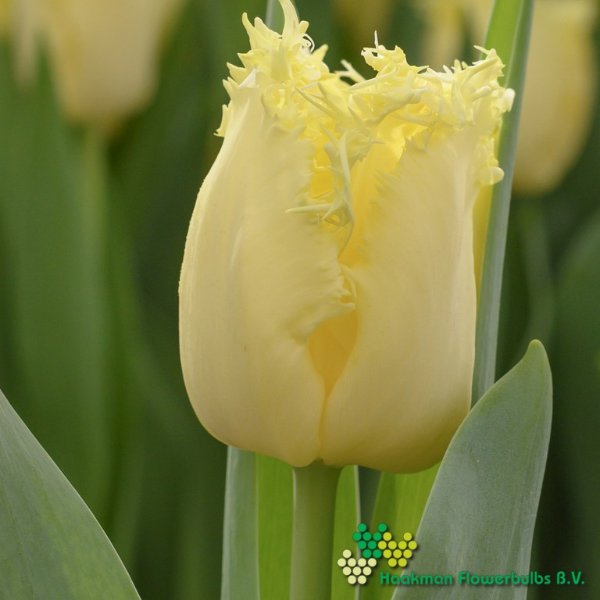 Rebellious Yellow