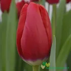 Red Angel
