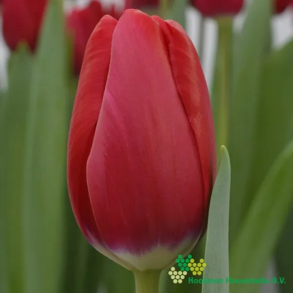 Tulp Red Angel