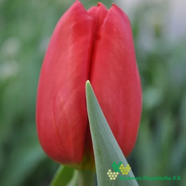 Tulipa Rescue