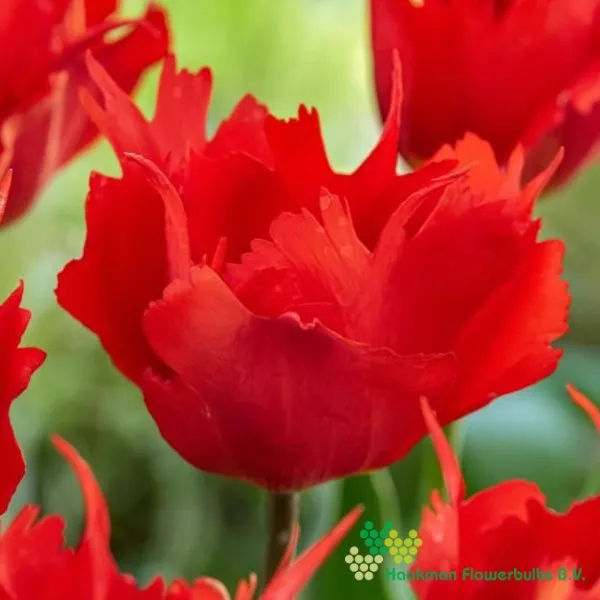Tulp Robbedoes
