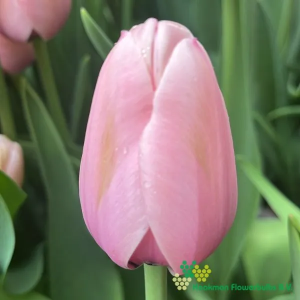 Tulipa Salmon Impression