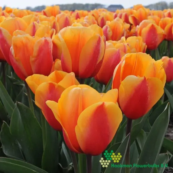 Tulp Salmon Lalibela