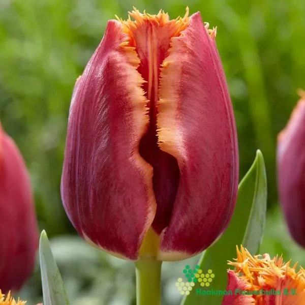 Tulp San Bernardo