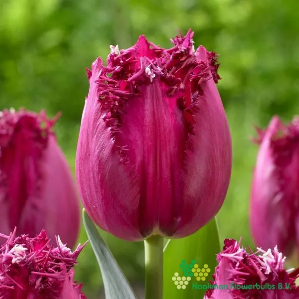 Tulp San Christina