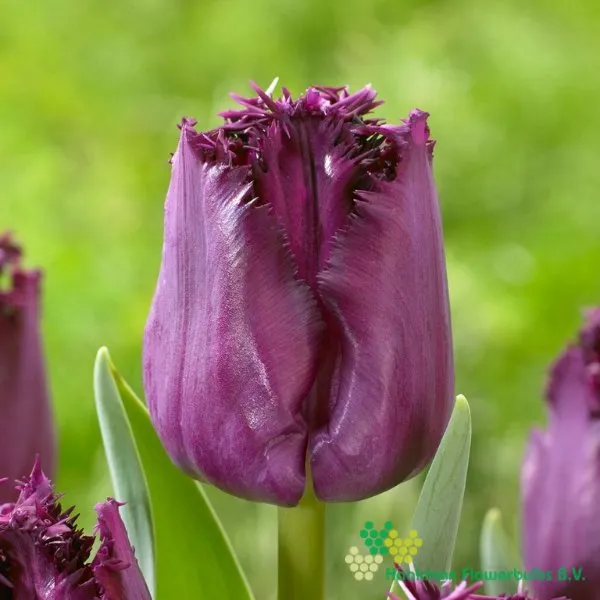 Tulp San George