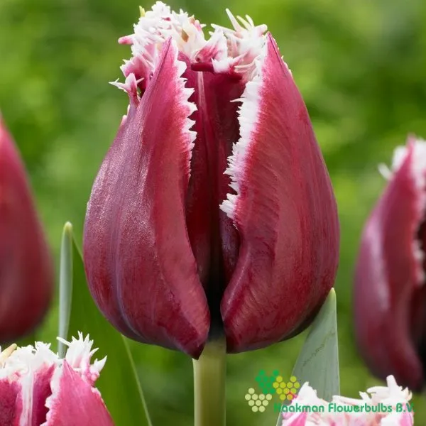 Tulp San Pablo