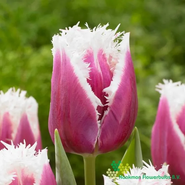 Tulipa San Stefano