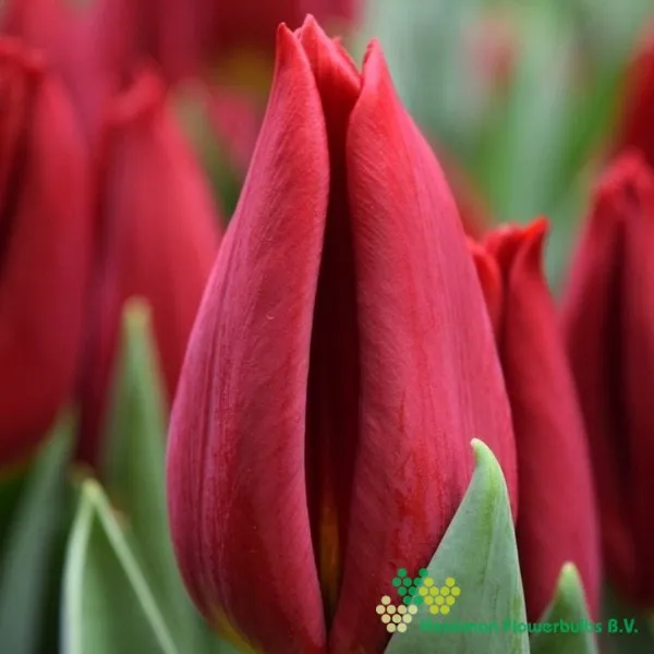 Tulp Scarlet Flight