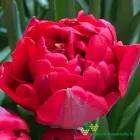 Scarlet Verona