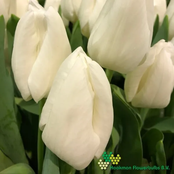 Tulp Snow Lady