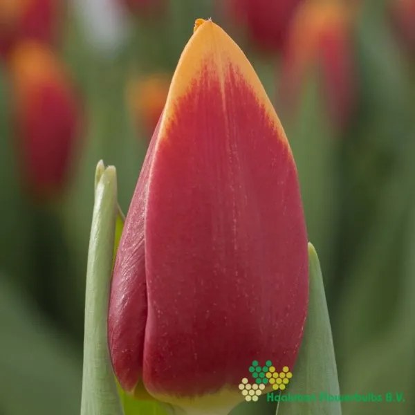 Tulipa Spirit