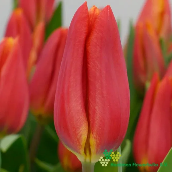 Tulipa Strong Energy