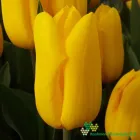 Strong Gold