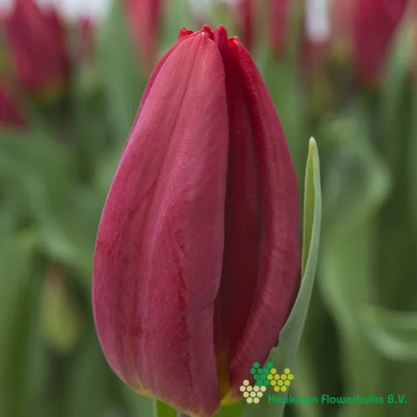 Tulp Strong Power
