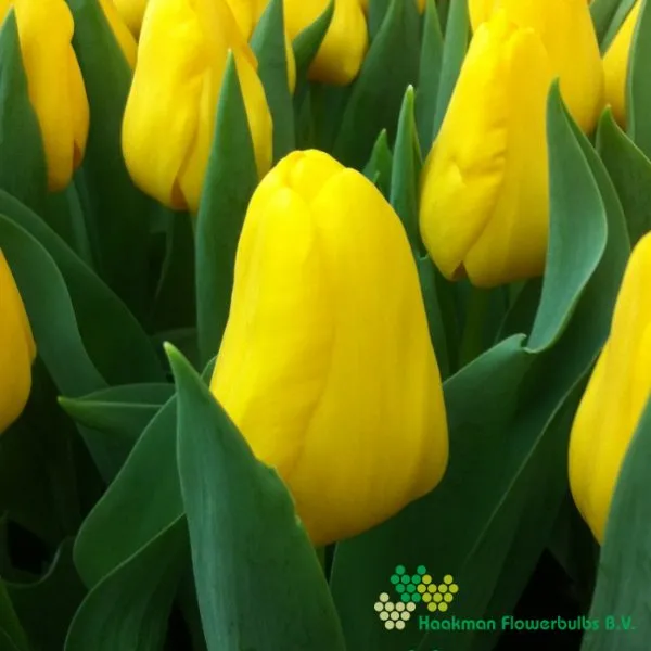 Tulp Stunner