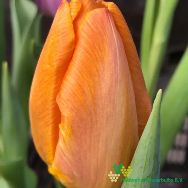 Tulp Sunrise Prince