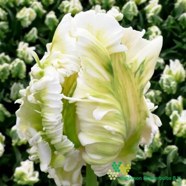 Tulipa Super Parrot