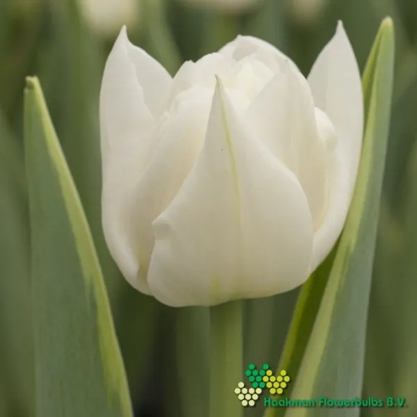 Tulp The Edge
