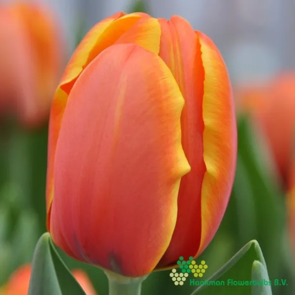 Tulp Triple A