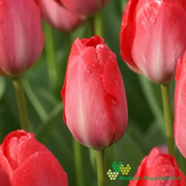 Tulp Van Eijk