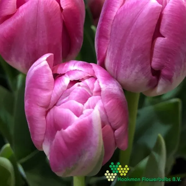 Tulp Voque