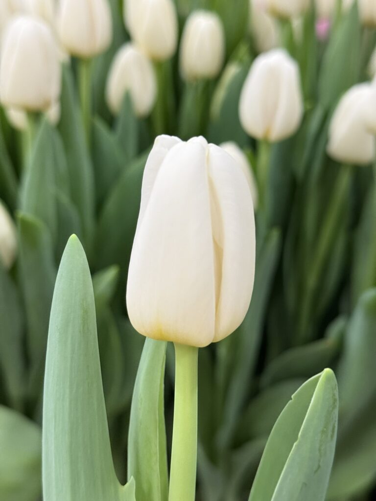 Antarctica - Haakman Flowerbulbs