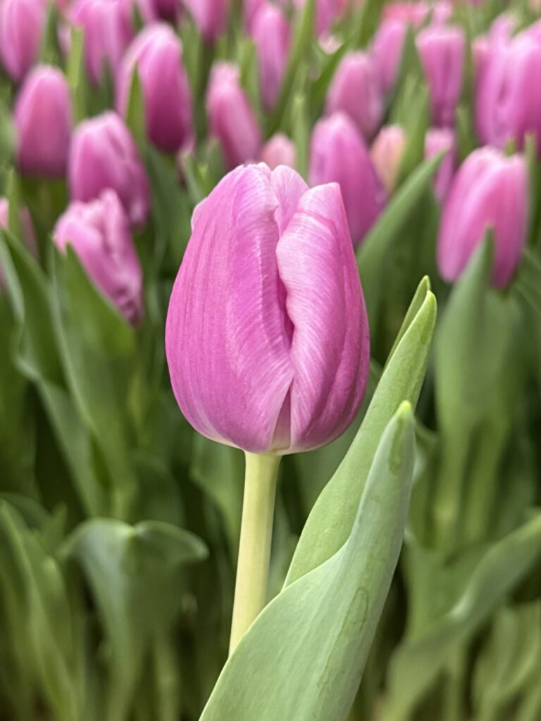Argos - Haakman Flowerbulbs