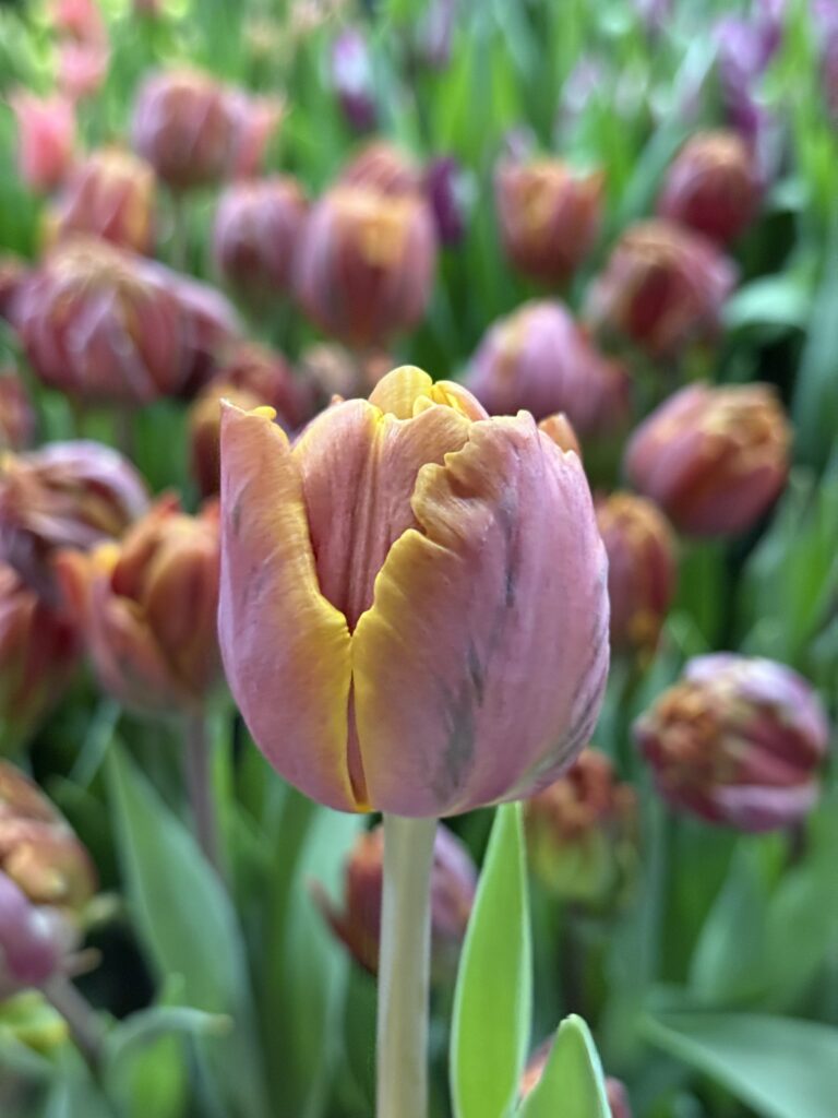 Brazil - Haakman Flowerbulbs