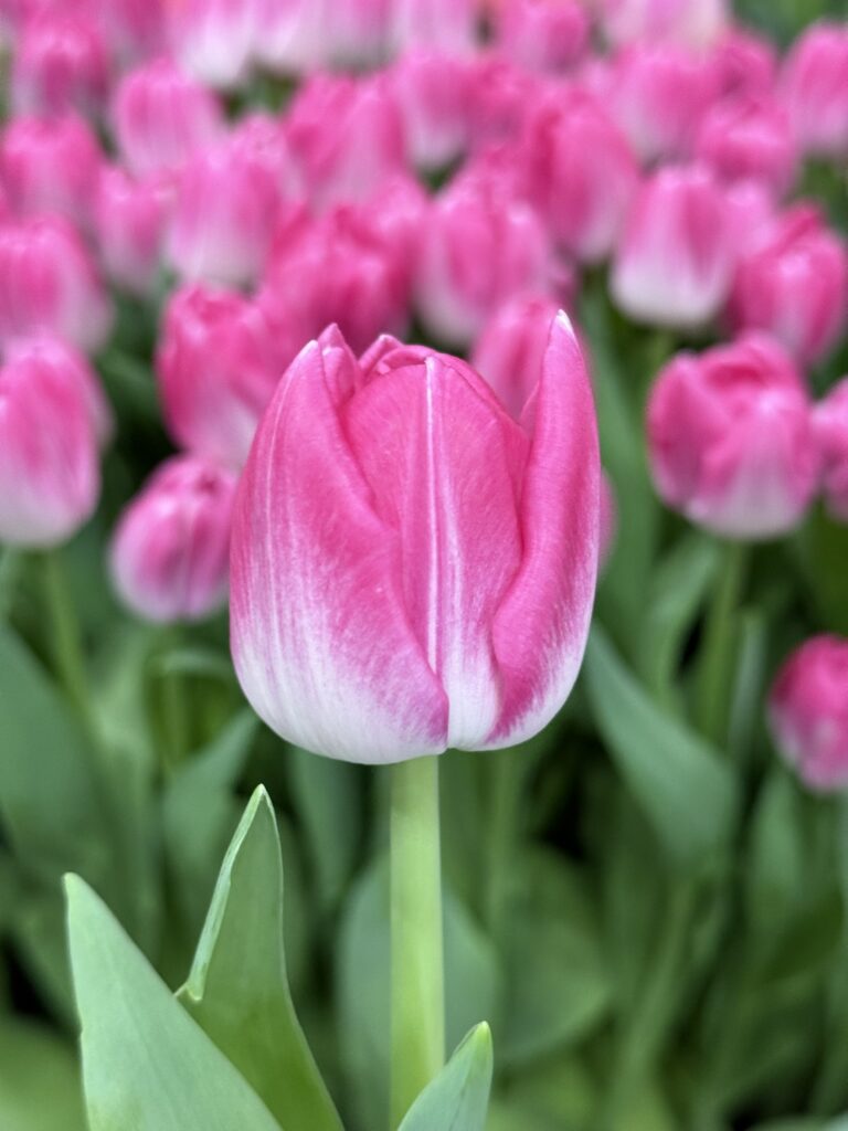 Candy Time - Haakman Flowerbulbs