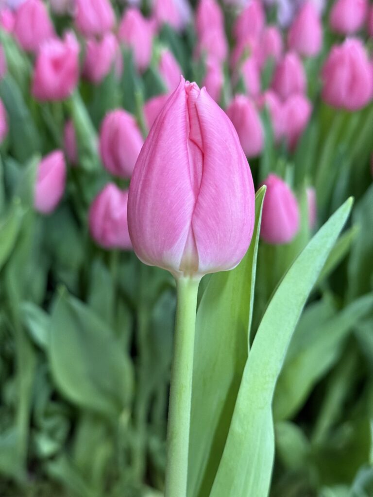 Christmas Dream - Haakman Flowerbulbs