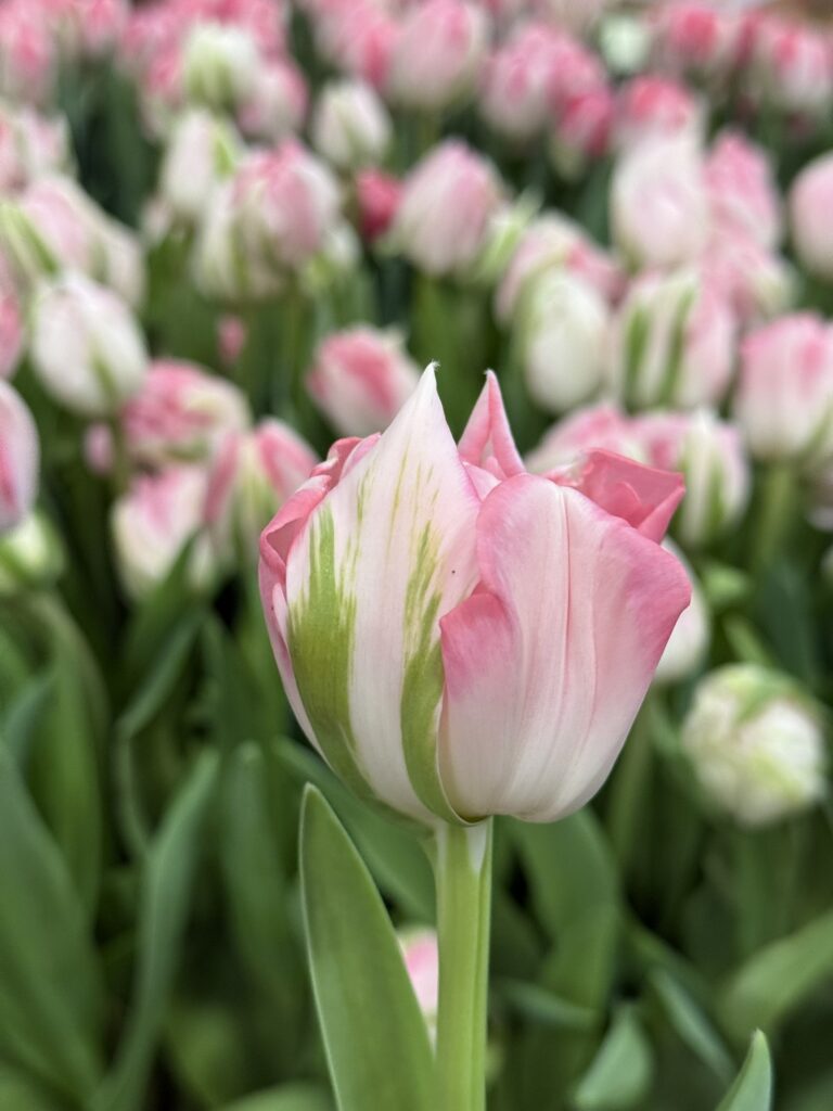 Finola - Haakman Flowerbulbs