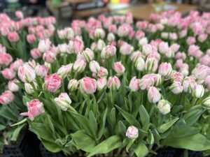 Finola - Haakman Flowerbulbs