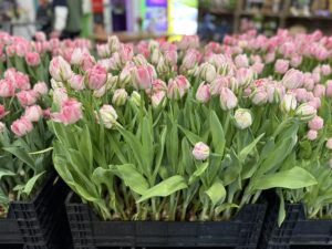 Finola - Haakman Flowerbulbs
