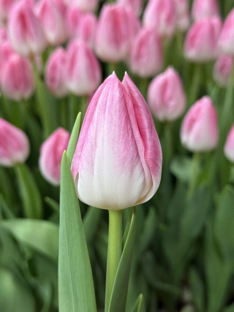 First Class - Haakman Flowerbulbs