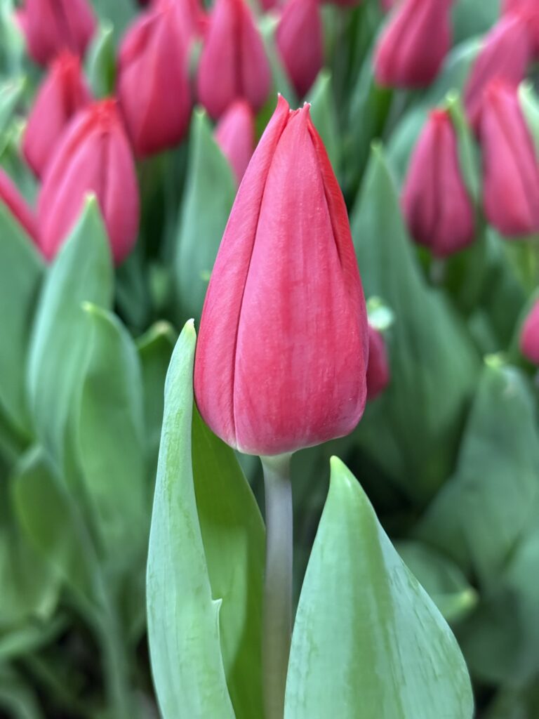 First Star - Haakman Flowerbulbs